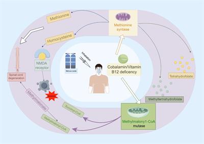 Mechanisms and recent advances in the diagnosis and treatment of nitrous oxide-induced peripheral neuropathy: a narrative review